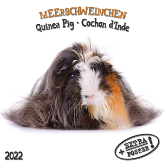 Бумажная книга «Календарь на 2022 Guinea Pigs - Meerschweinchen» - фото №1 - миниатюра