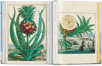 Бумажная книга «J. C. Volkamer. The Book of Citrus Fruits», автор Айрис Лаутербах - фото №10 - миниатюра