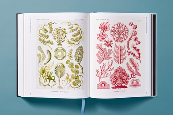 Paper book «The Art and Science of Ernst Haeckel», author Julia Voss - фото №12 - миниатюра