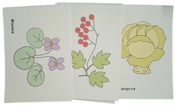 Бумажная книга «Дидактичні картки. Світ рослин (шрифт Брайля + плоскодрукований текст)» - фото №2 - миниатюра