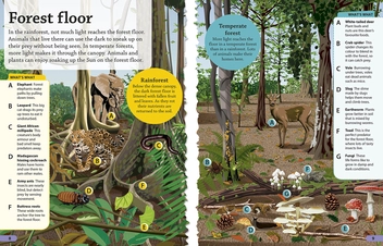 Бумажная книга «DKfindout! Forest» - фото №7 - миниатюра