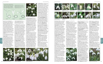 Паперова книга «RHS A-Z Encyclopedia of Garden Plants» - фото №4 - мініатюра