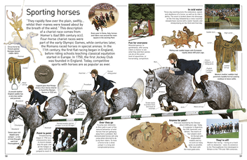 Паперова книга «Eyewitness. Horse», автор Джульєтта Клаттон-Брок - фото №4 - мініатюра