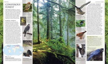 Бумажная книга «Illustrated Encyclopedia of Birds», автор Бен Хоар - фото №5 - миниатюра