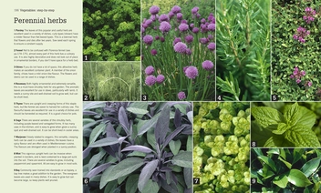 Бумажная книга «RHS Step-by-Step Veg Patch», автор Люси Халсолл - фото №5 - миниатюра