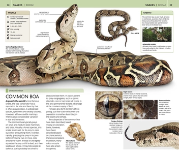 Бумажная книга «Nature Guide Snakes and Other Reptiles and Amphibians. The World in Your Hands» - фото №3 - миниатюра