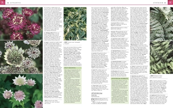 Паперова книга «RHS Encyclopedia of Perennials» - фото №5 - мініатюра