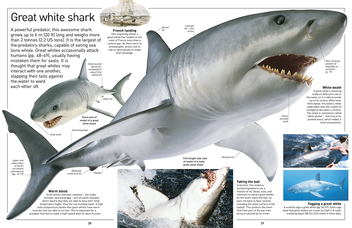 Бумажная книга «Shark» - фото №4 - миниатюра