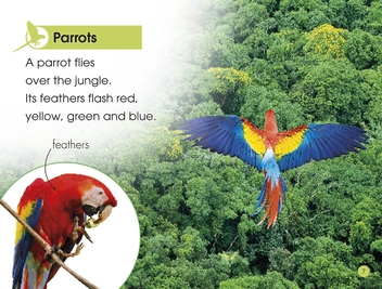 Паперова книга «Jungle Animals. Discover the Secrets of the Jungle! » - фото №7 - мініатюра