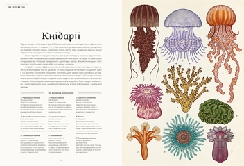 Бумажная книга «Анімаліум», автор Дженни Брум - фото №7 - миниатюра