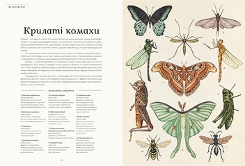 Бумажная книга «Анімаліум», автор Дженни Брум - фото №8 - миниатюра