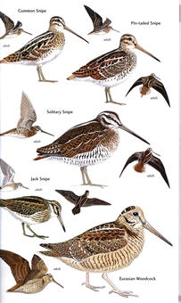 Паперова книга «Birds of Central Asia», авторів Мануель Швайзер, Рафаель Айє, Тобіас Рот - фото №4 - мініатюра