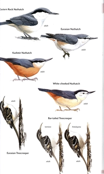 Паперова книга «Birds of Central Asia», авторів Мануель Швайзер, Рафаель Айє, Тобіас Рот - фото №5 - мініатюра