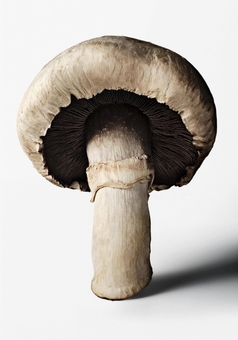 Бумажная книга «The Gourmand's Mushroom» - фото №1 - миниатюра