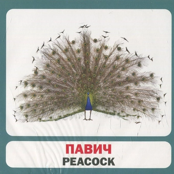 Паперова книга «Птахи / Birds. 17 карток» - фото №2 - мініатюра