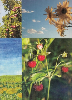 Паперова книга «Літо барвінкове» - фото №2 - мініатюра