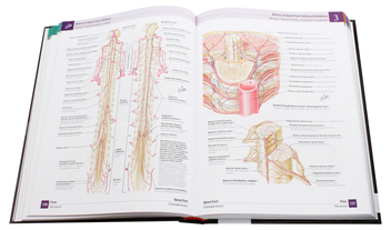 Бумажная книга «Atlas of Human Anatomy / Атлас анатомії людини», автор Фрэнк Неттер - фото №17 - миниатюра