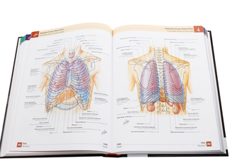 Бумажная книга «Atlas of Human Anatomy / Атлас анатомії людини», автор Фрэнк Неттер - фото №18 - миниатюра
