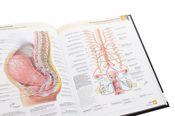 Бумажная книга «Atlas of Human Anatomy / Атлас анатомії людини», автор Фрэнк Неттер - фото №19 - миниатюра