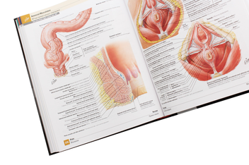 Бумажная книга «Atlas of Human Anatomy / Атлас анатомії людини», автор Фрэнк Неттер - фото №20 - миниатюра