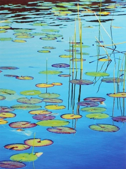 Бумажная книга «Lily Pads» - фото №1 - миниатюра