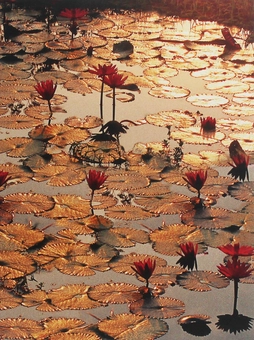 Паперова книга «Lotus Pond» - фото №1 - мініатюра