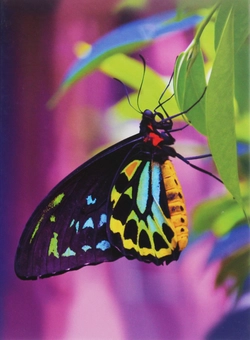 Бумажная книга «Butterfly» - фото №1 - миниатюра