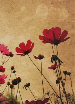 Паперова книга «Poppy Flowers» - фото №1 - мініатюра