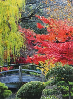 Паперова книга «Japanese Garden» - фото №1 - мініатюра