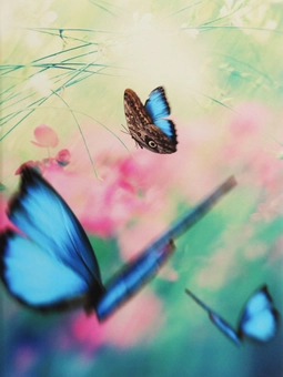 Паперова книга «Butterflies» - фото №1 - мініатюра