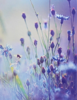 Бумажная книга «Summer Meadow» - фото №1 - миниатюра