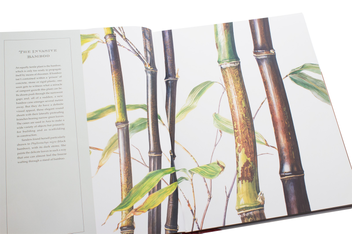 Бумажная книга «Rosie Sanders' Flowers. A celebration of botanical art», автор Рози Сандерс - фото №7 - миниатюра
