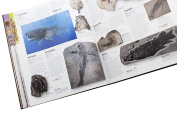 Бумажная книга «Dinosaurs and Prehistoric Life. The definitive visual guide to prehistoric animals» - фото №8 - миниатюра