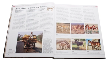 Бумажная книга «The Horse Encyclopedia», автор Элвин Хартли Эдвардс - фото №6 - миниатюра
