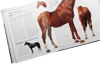 Бумажная книга «The Horse Encyclopedia», автор Элвин Хартли Эдвардс - фото №8 - миниатюра