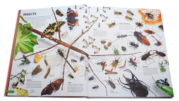 Бумажная книга «Wow! The Visual Encyclopedia of Everything» - фото №14 - миниатюра