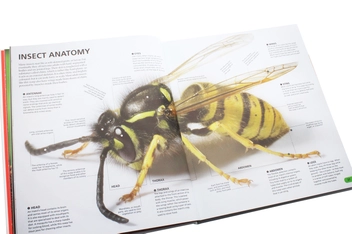 Бумажная книга «Wow! The Visual Encyclopedia of Everything» - фото №15 - миниатюра