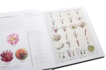 Бумажная книга «Flora. Inside the Secret World of Plants» - фото №6 - миниатюра