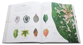 Бумажная книга «Flora. Inside the Secret World of Plants» - фото №8 - миниатюра