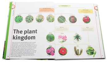 Бумажная книга «Trees, Leaves, Flowers and Seeds. A visual encyclopedia of the plant kingdom», автор Сара Хосе - фото №12 - миниатюра