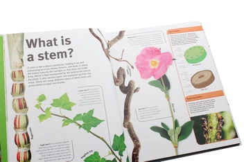 Бумажная книга «Trees, Leaves, Flowers and Seeds. A visual encyclopedia of the plant kingdom», автор Сара Хосе - фото №13 - миниатюра