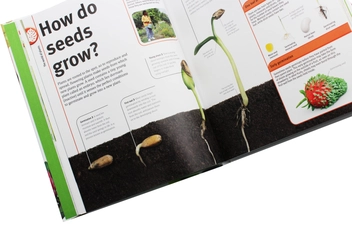 Бумажная книга «Trees, Leaves, Flowers and Seeds. A visual encyclopedia of the plant kingdom», автор Сара Хосе - фото №14 - миниатюра