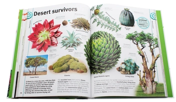 Бумажная книга «Trees, Leaves, Flowers and Seeds. A visual encyclopedia of the plant kingdom», автор Сара Хосе - фото №15 - миниатюра