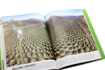 Бумажная книга «Trees, Leaves, Flowers and Seeds. A visual encyclopedia of the plant kingdom», автор Сара Хосе - фото №16 - миниатюра