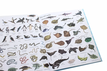 Бумажная книга «1000 Things Under the Sea», автор Джессика Гринвелл - фото №6 - миниатюра