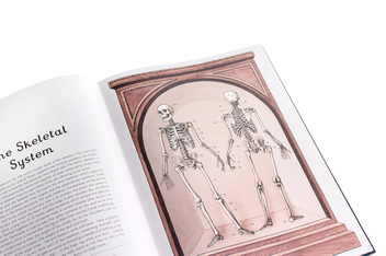 Паперова книга «Anatomicum», автор Дженніфер Пакстон - фото №6 - мініатюра