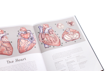Паперова книга «Anatomicum», автор Дженніфер Пакстон - фото №9 - мініатюра