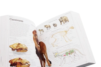 Бумажная книга «Pocket Visual Dictionary» - фото №7 - миниатюра