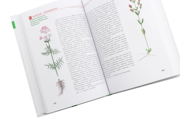 Паперова книга «Трав'янисті рослини України. Атлас-визначник», авторів Віра Протопопова, Світлана Морозюк - фото №6 - мініатюра