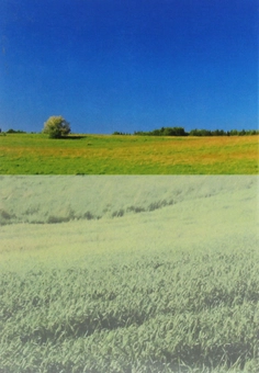 Паперова книга «Сівозміни. Підручник», авторів Іван Примак, Семен Танчик, Дмитро Литвинов, Леонід Центило - фото №2 - мініатюра